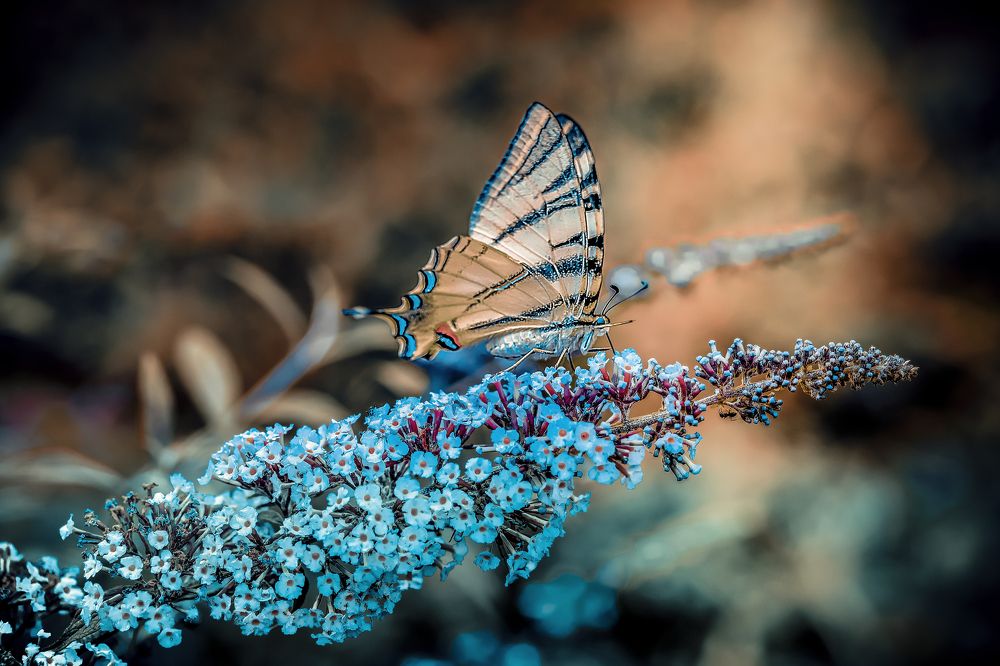 Фотография автора Dolli Pogrebnaya