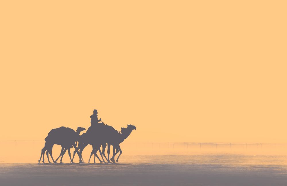 Preparations for the camel race