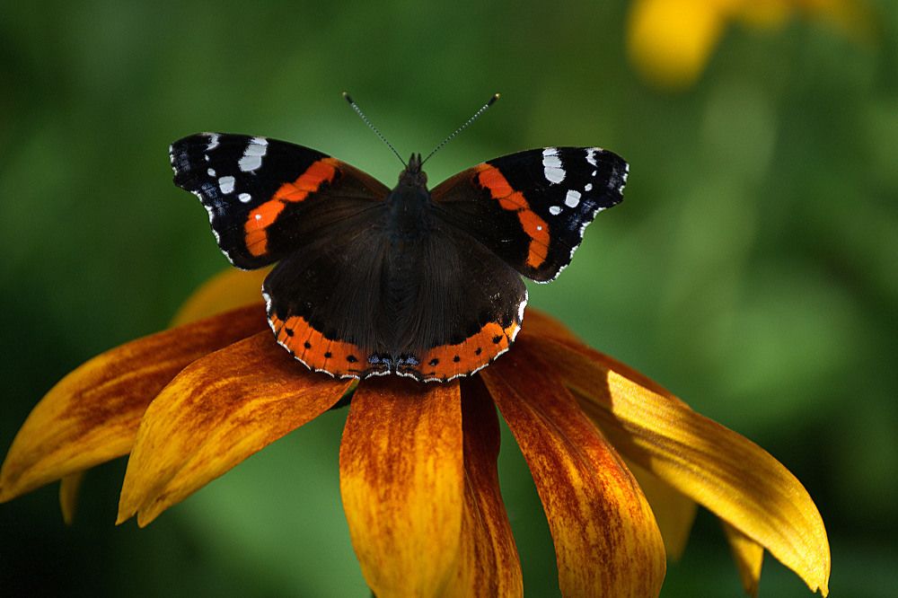 "Красавица"