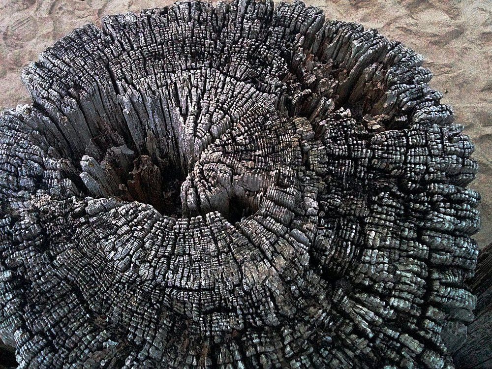 Память о жизни