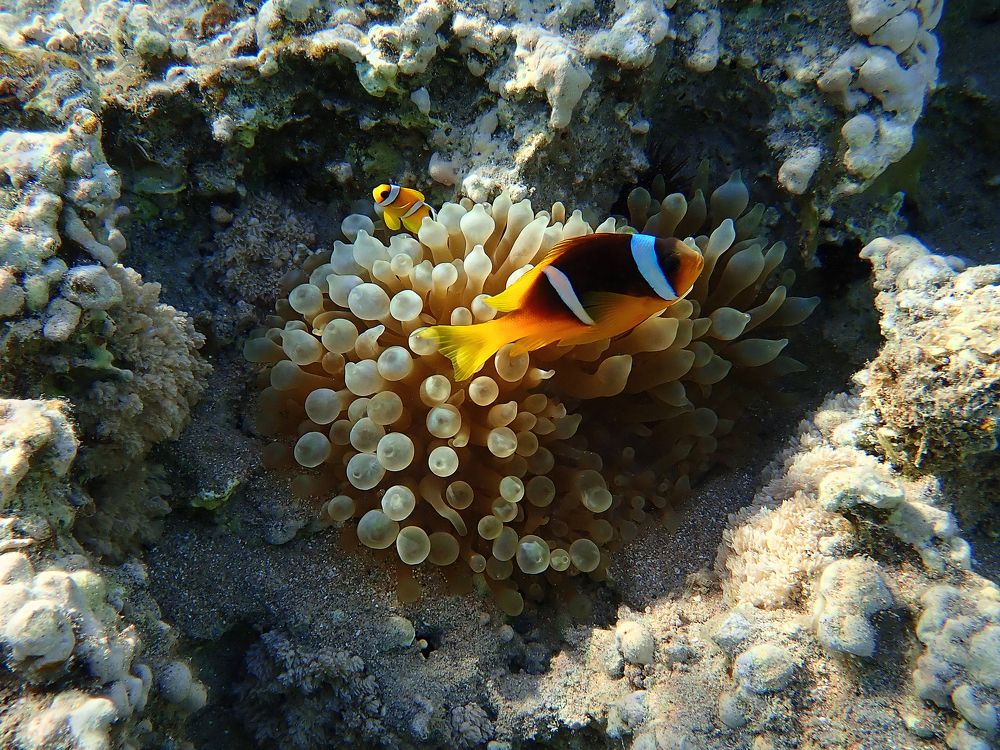 Дом, милый дом