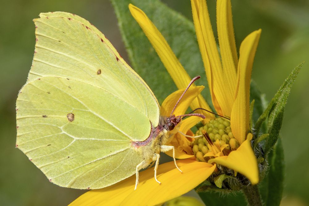 Бабочка лимонница