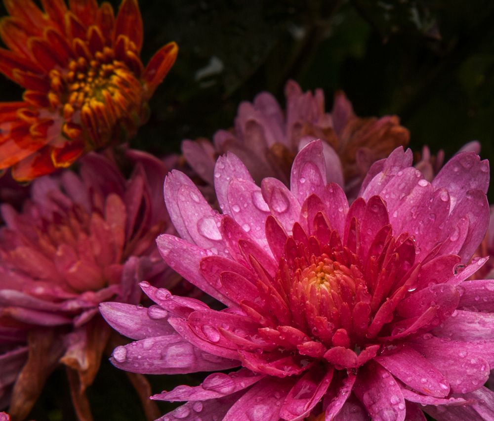 Хризантемы