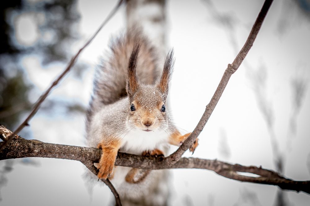Заинтересованность