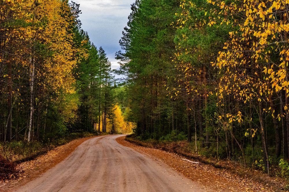 Лесная дорога