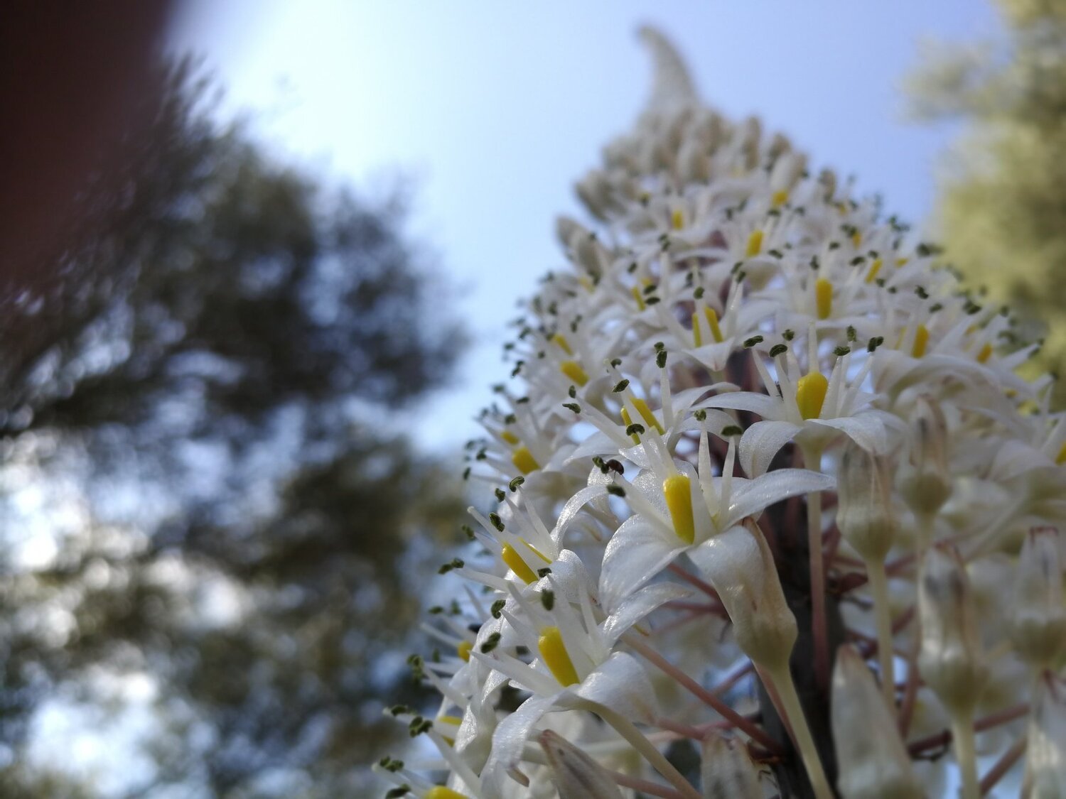 A host of flowers