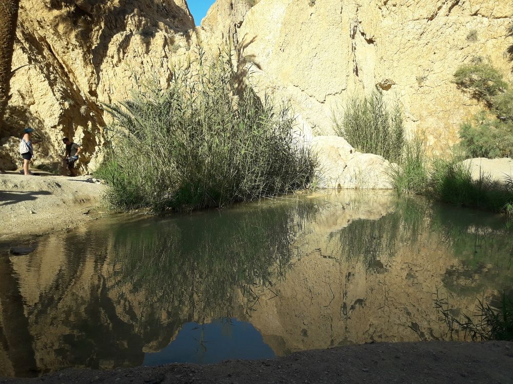 Оазис в пустыне