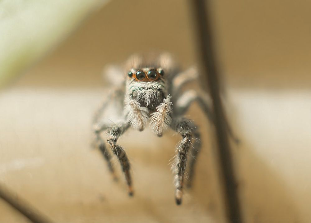 глаза в глаза