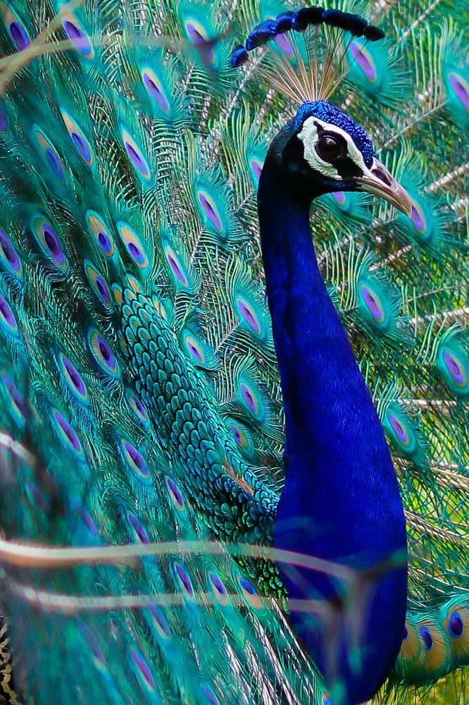 Indian Peacock