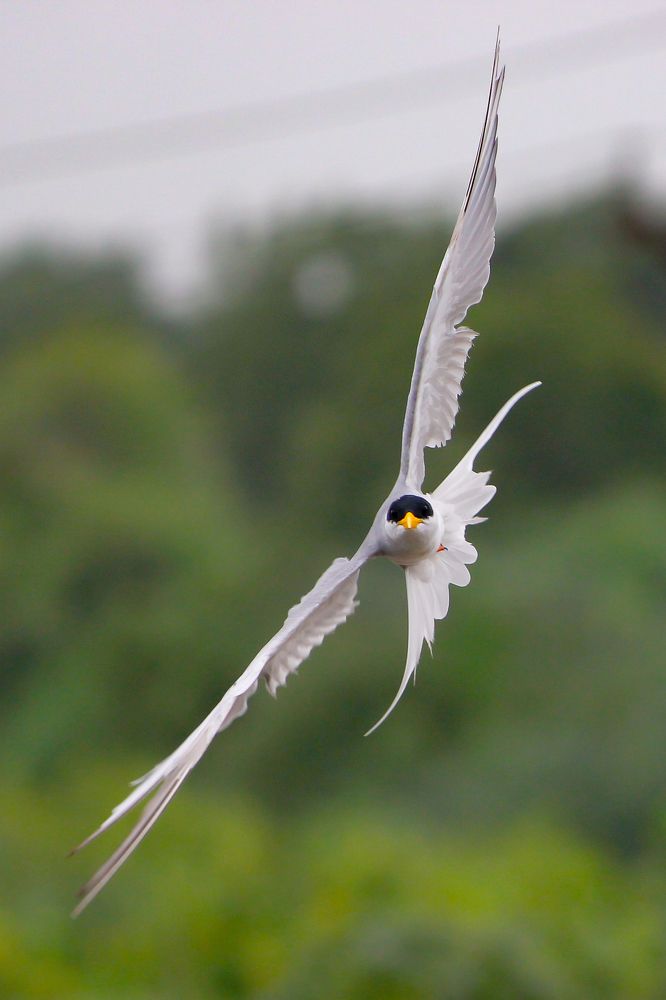 River tern