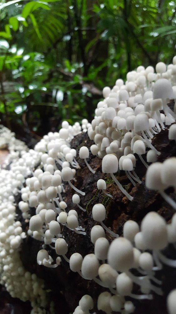 Life on a dead tree trunk