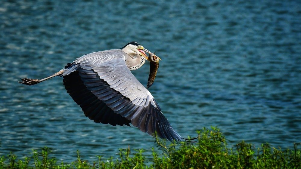 Grey heron with a prize catch