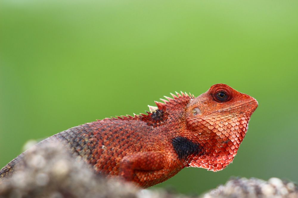 Indian Oriental Garden Lizard