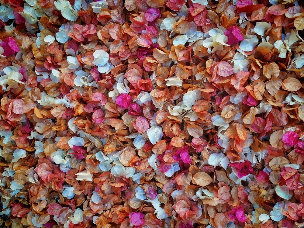 Осенние цвета