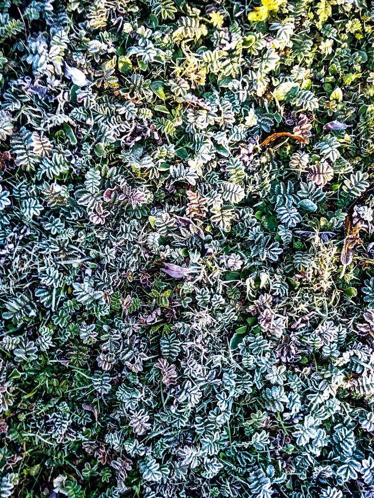 Первый мороз