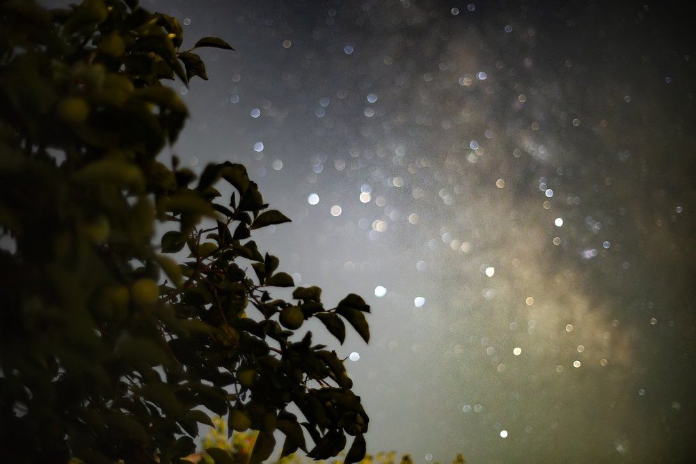 Вечность в саду