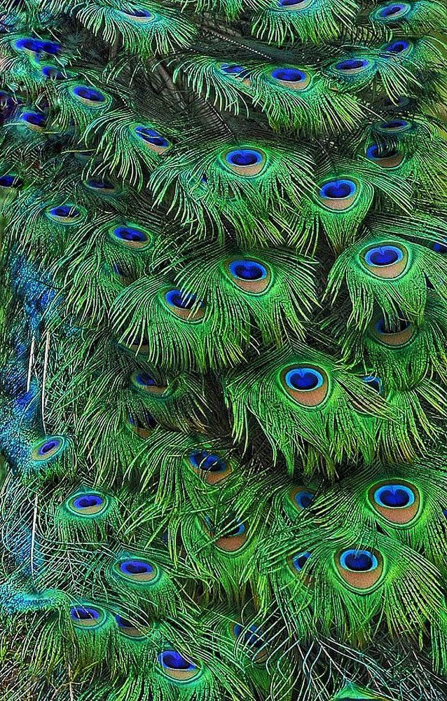 Peacock feathers