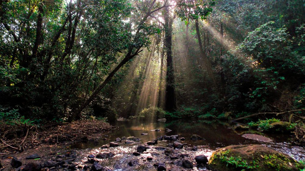Morning nature