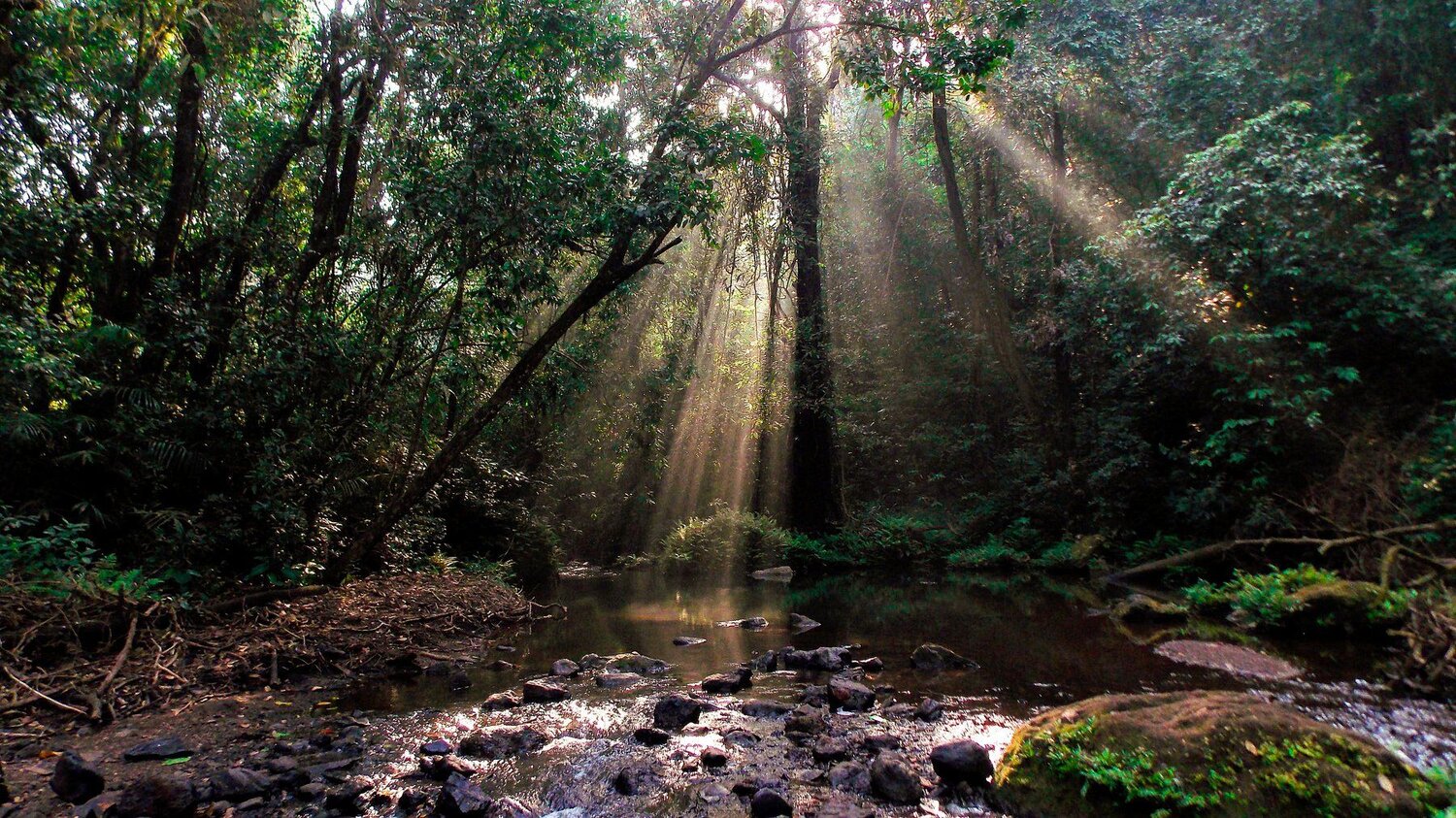 Morning nature