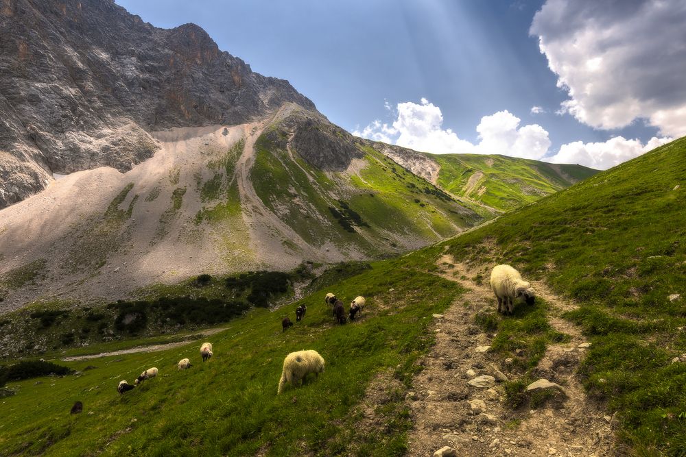 Обитатели гор