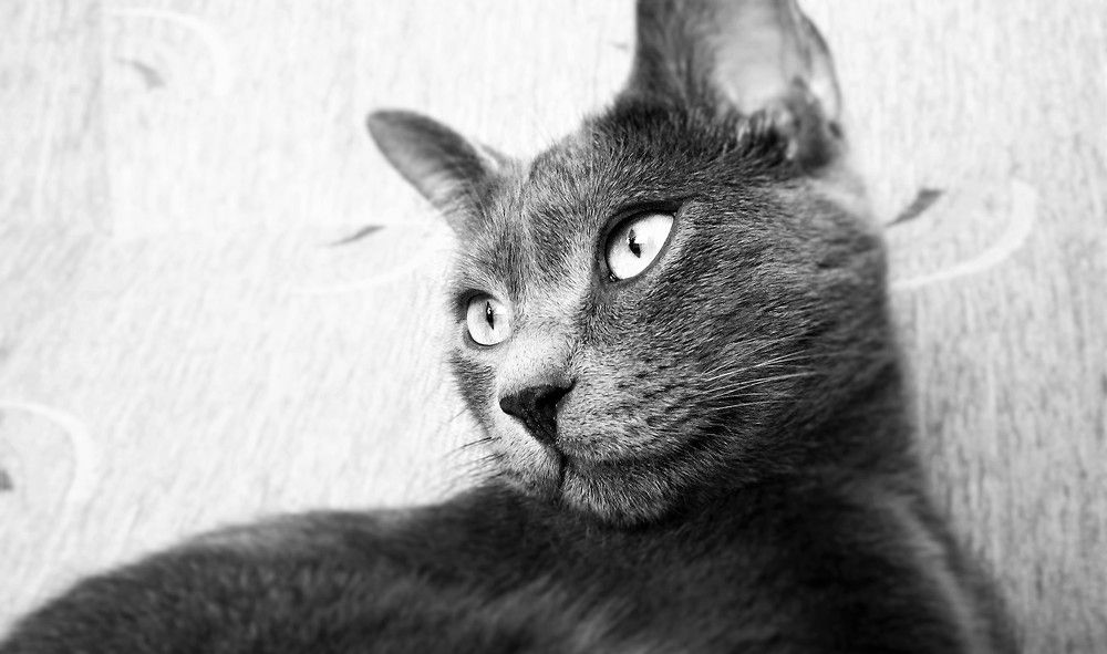 Russian Blue