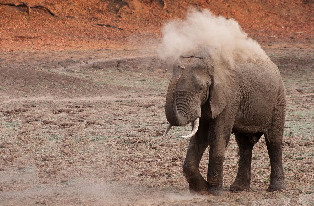 dusting elephant