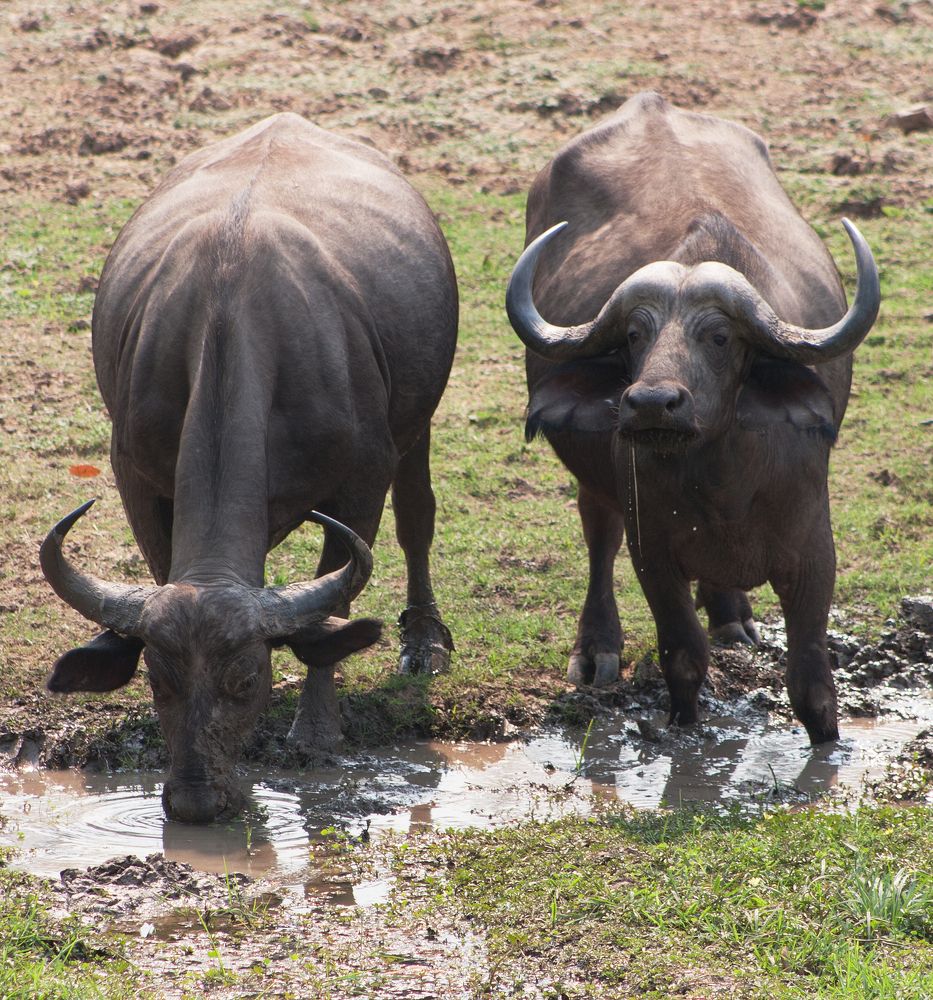 small heard of buffalo drinking water.