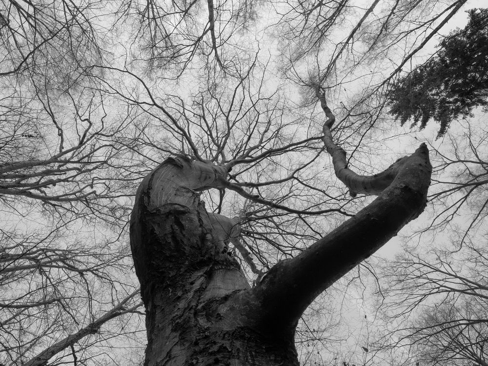 "дядюшка бук"