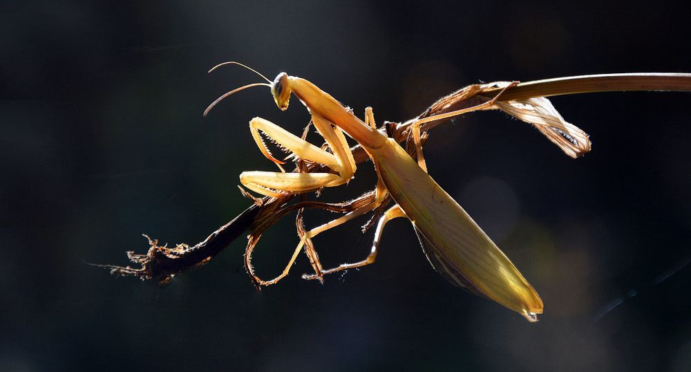 В контражуре