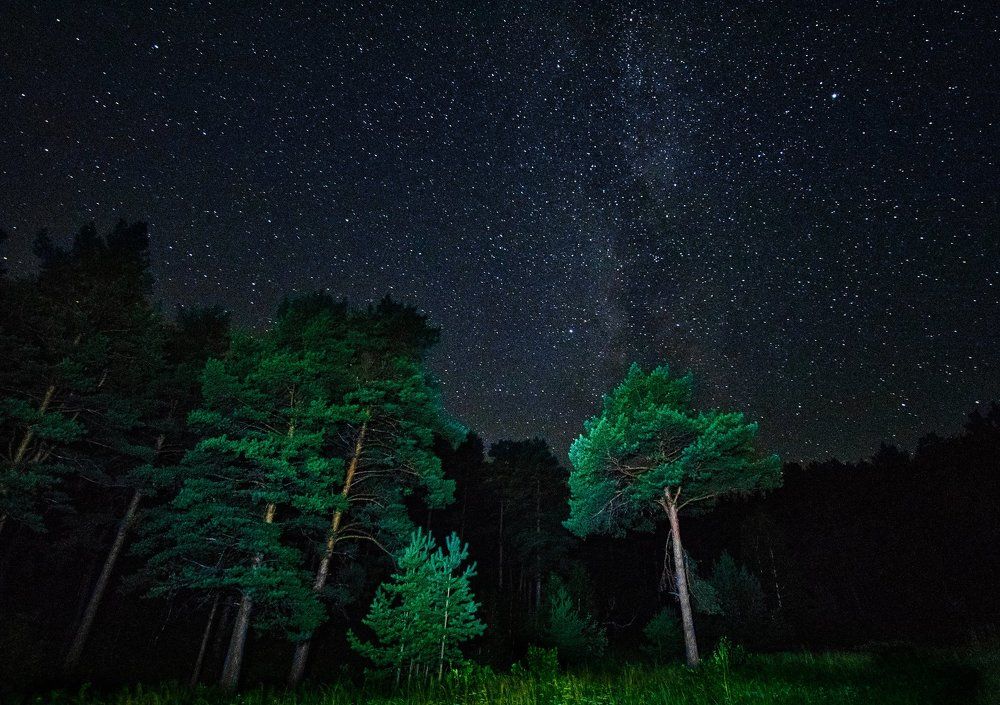 В темном лесу