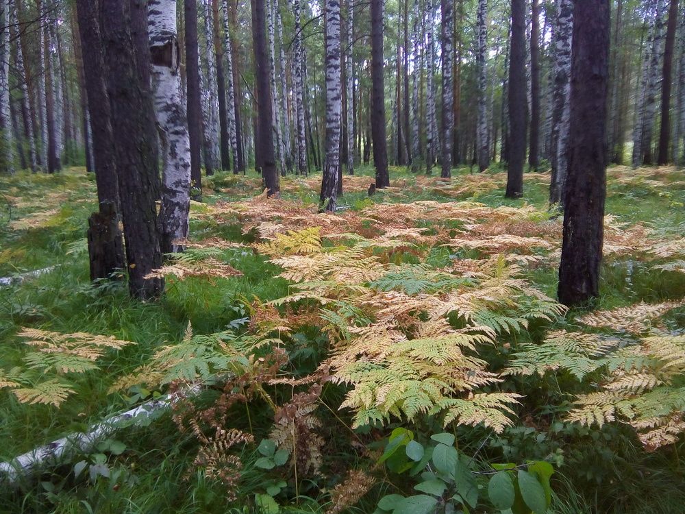 Сибирский ковер