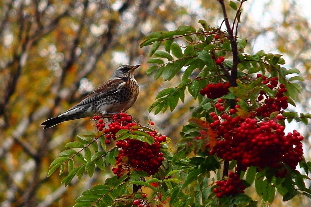 Рябинник на рябине.