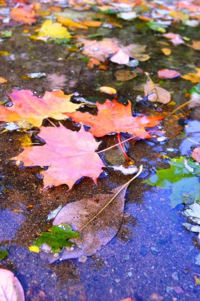 Осень, осень...