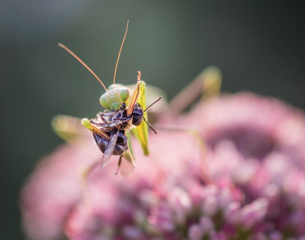 Скромный ужин