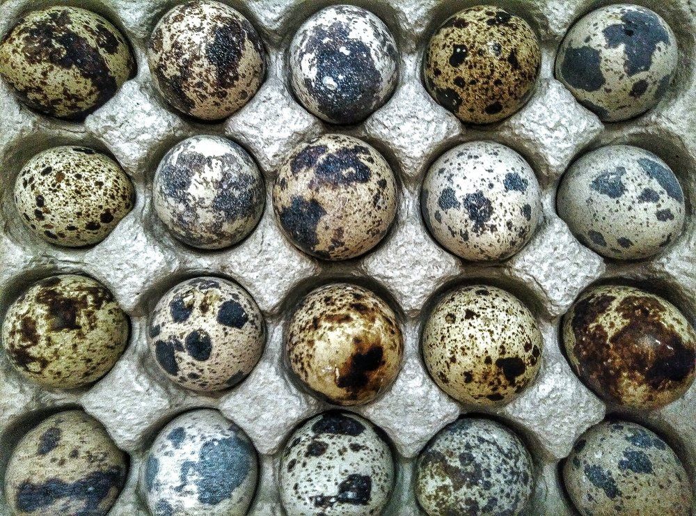 Разнообразие