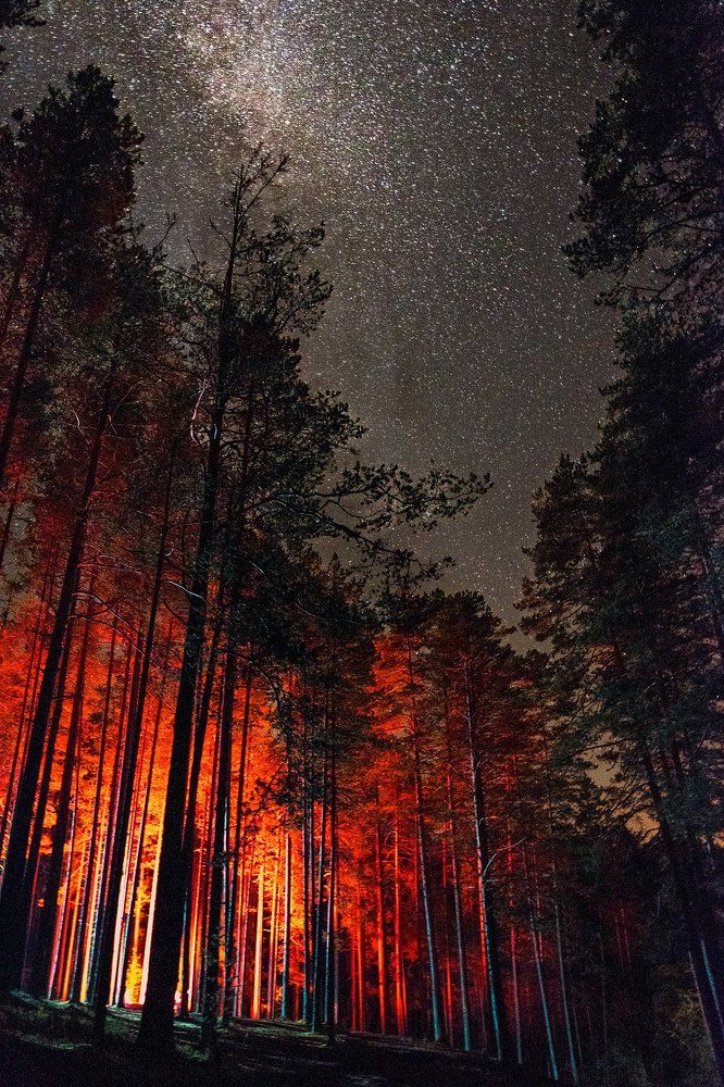 Forest_spacepedition