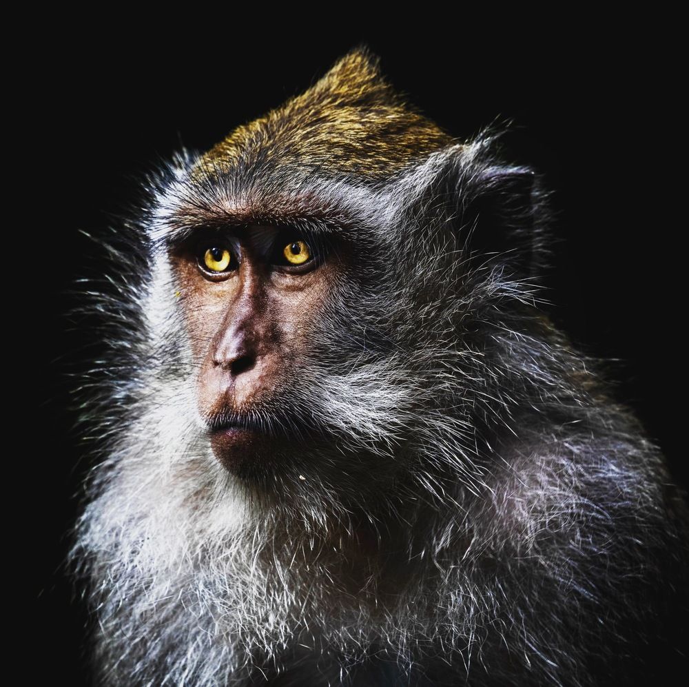 Proud macaque