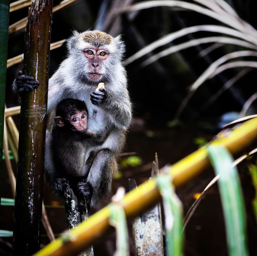 Tanjung Puting NP, Borneo