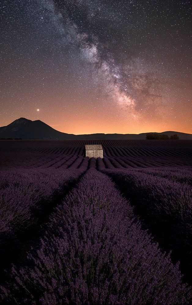 Lavender fields