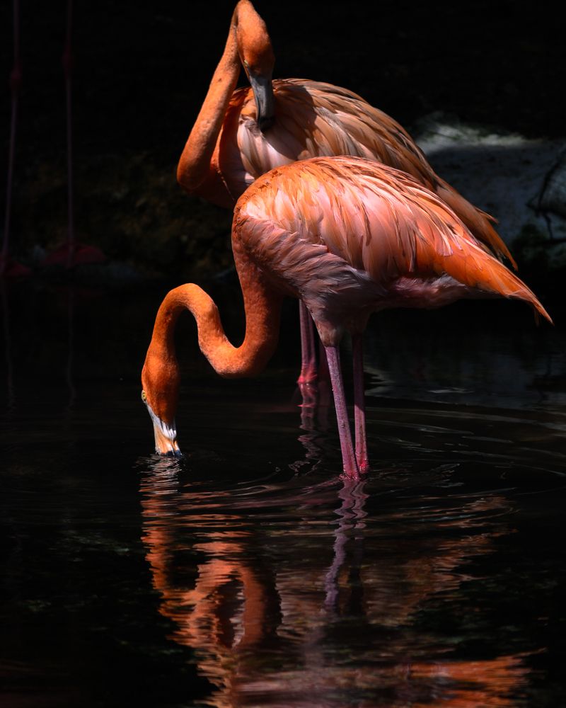 Flamingo