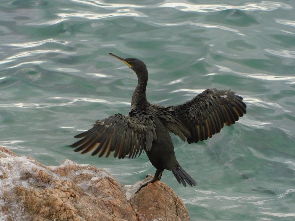 Танцующий баклан