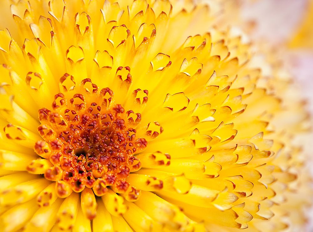 Внутренний мир Кику