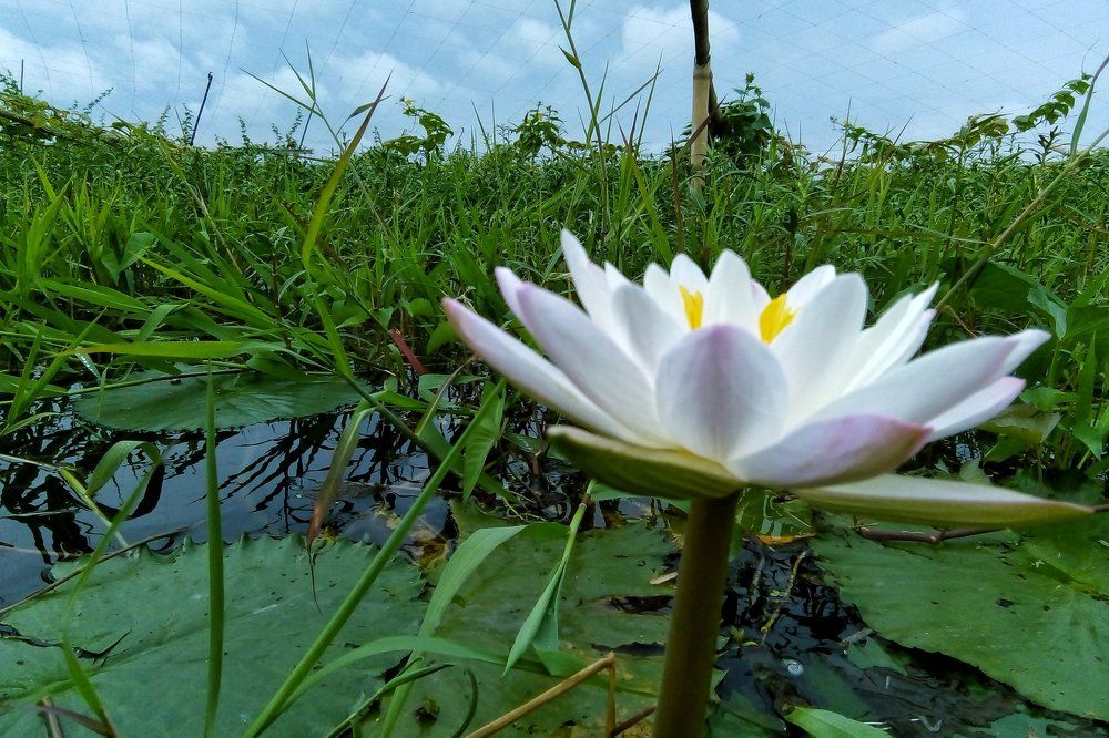 Nationality of Bangladesh