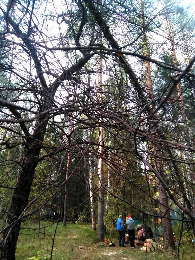 В паутине леса