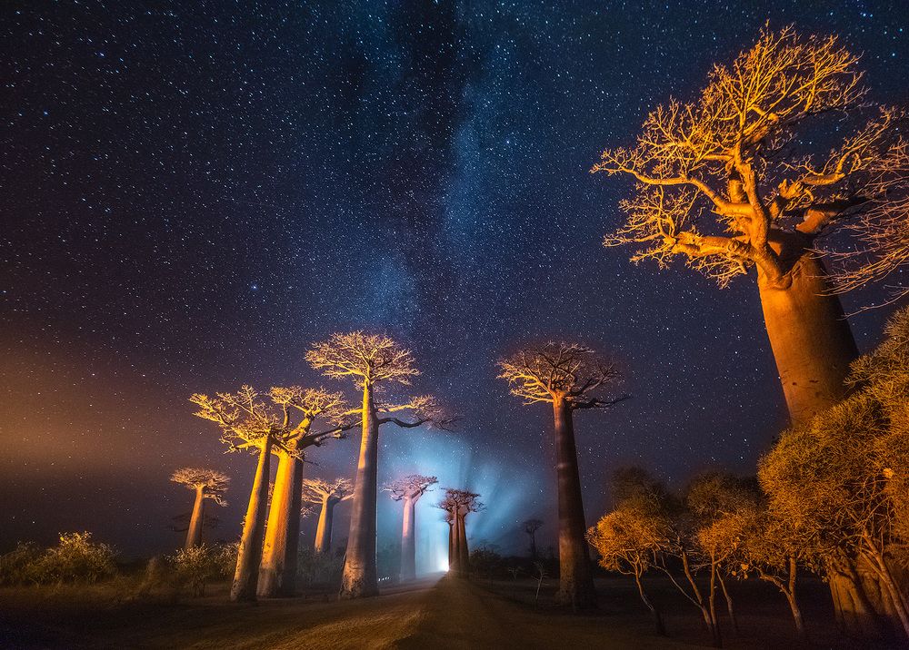 Ночь в долине баобабов