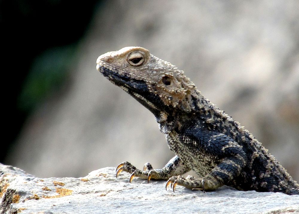 Ящерица, горы Кульджуктау, Узбекистан