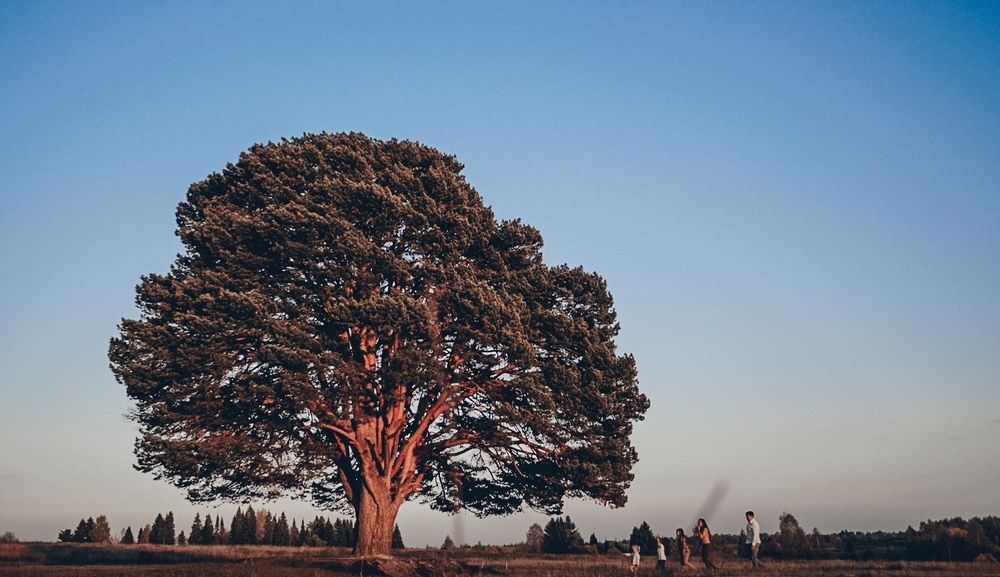 Дерево пускает корни