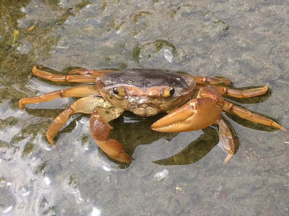 crab