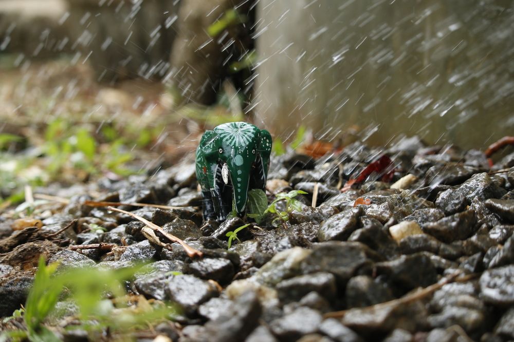 elephant in the rain