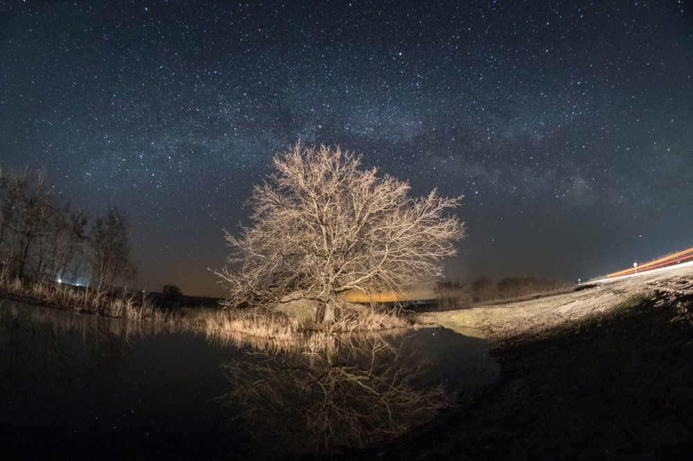дерево в ночи